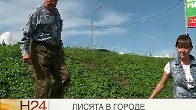 Район транспортной развязки стал местом обитания лис смотреть онлайн