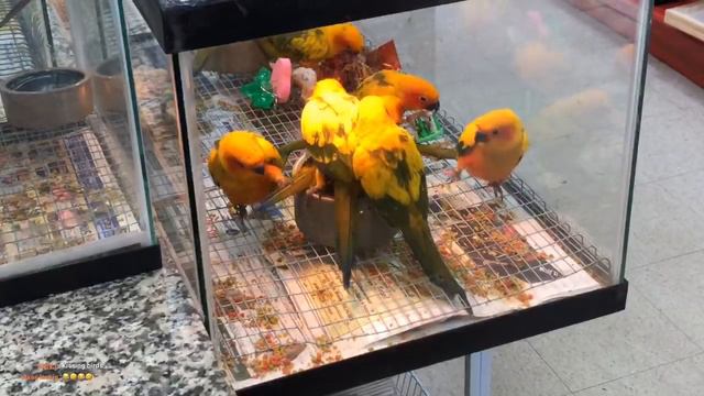 Bird store visit for birds only🦜 смотреть онлайн