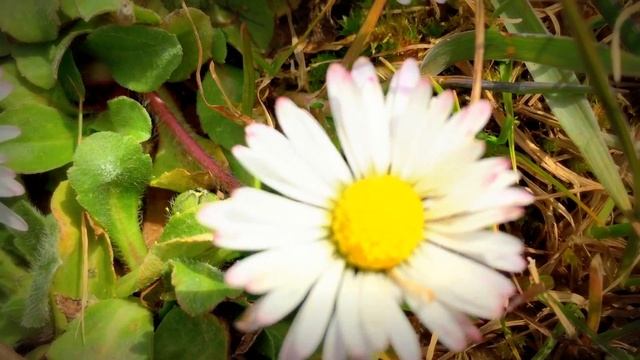 British Spring Blossoms - Bellis perennis (Margarita) In Garden #bellis #margarita #gardening смотреть онлайн