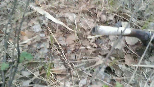 Поиск сморчков в лесу 2019