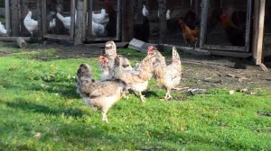 Обзор породы кур Легбар кремовый