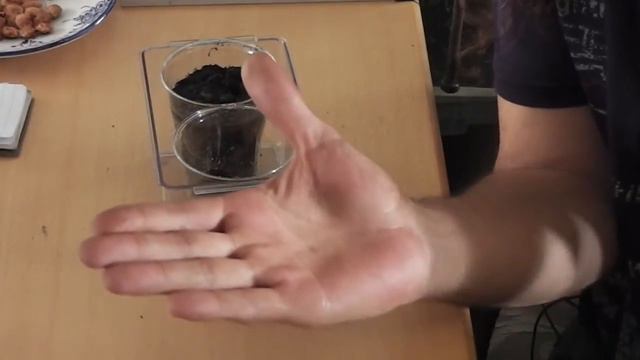 Sowing plum, tomato and petunia seeds. смотреть онлайн