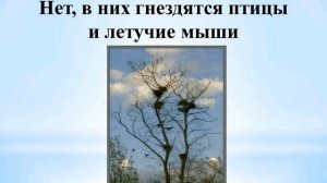 Всемирный день окружающей среды! День Эколога!