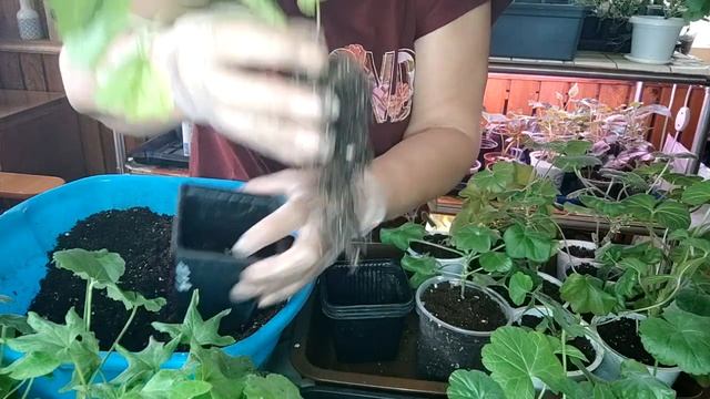 Забыла о черенках пеларгонии, что с ней стало, сделайте это для развития зеленой массы