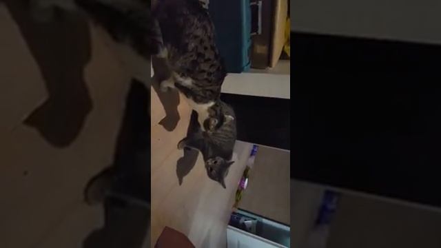 Коты дерутся из-за кошки смотреть онлайн