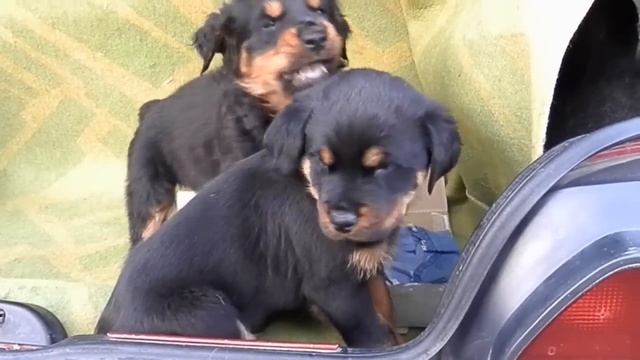 Cool Rottweiler puppies. Грозные Щенки РОТВЕЙЛЕРА. Одесса. смотреть онлайн