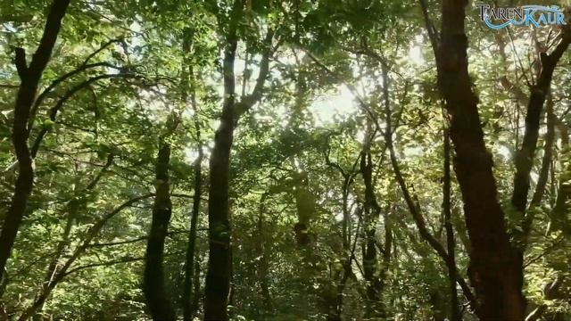 Waheguru Mantra Meditation | Forest Ambience | Energy Healing | Taren Kaur смотреть онлайн