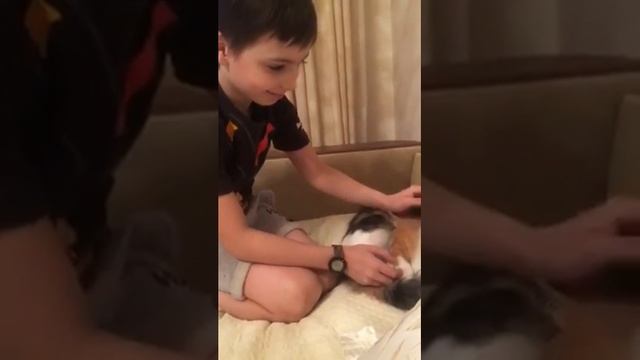 Моя кошка тигр