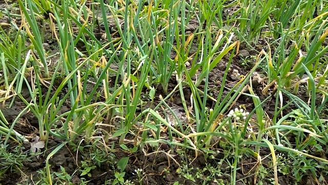 Почему лук не растет и сохнут верхушки? Практика. смотреть онлайн