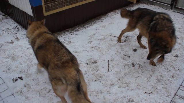 Wolfriend wolf & wolfdog - Волк и Волкособ смотреть онлайн
