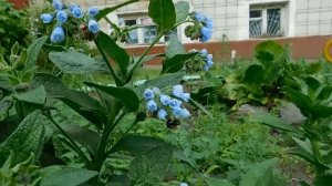 Как выращивать Окопник !