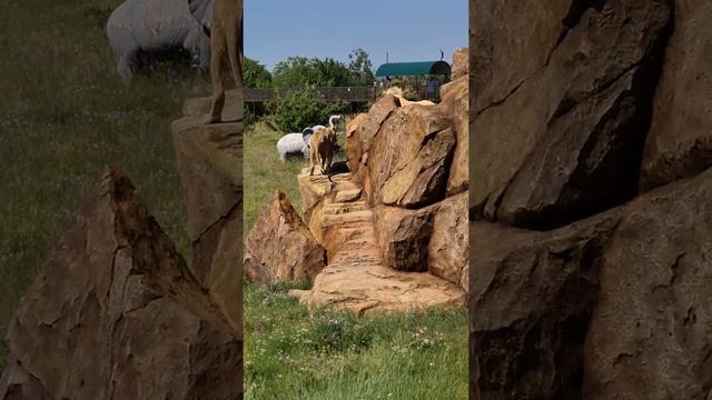 Вожак на Скале славы! Тайган #shorts смотреть онлайн