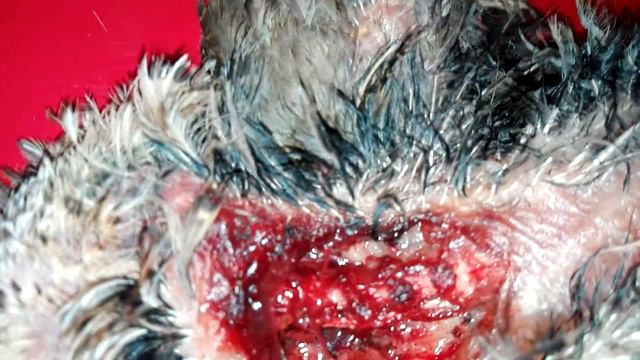 Перепела от профессора Лектора смотреть онлайн