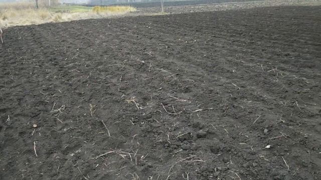 ОСЕННЯЯ ПОСАДКА ЧЕСНОКА / ОДНОЗУБКА. смотреть онлайн