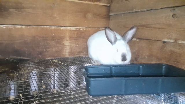 Кролики//Убрал лишних самцов//установил маточники//7 марта 2023 год