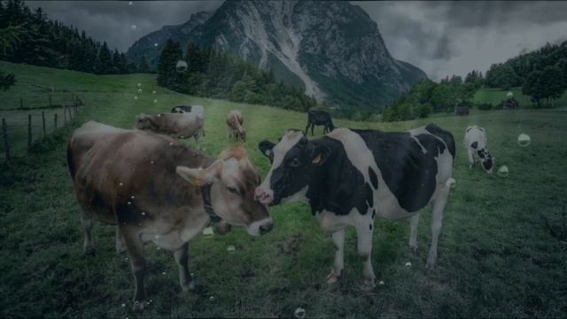 мычание коров под водой #звук коров смотреть онлайн