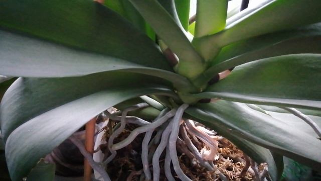 Болезни орхидей. Фузариоз, бактериоз, что делать и как помочь орхидее. #моишестьсоток #Хештег смотреть онлайн
