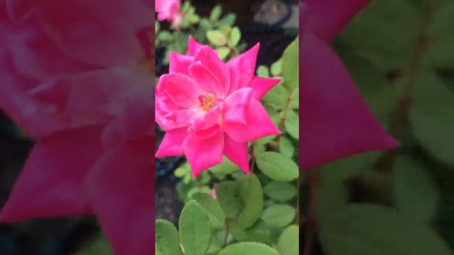 Rosa 'Pink Double Knock Out' смотреть онлайн