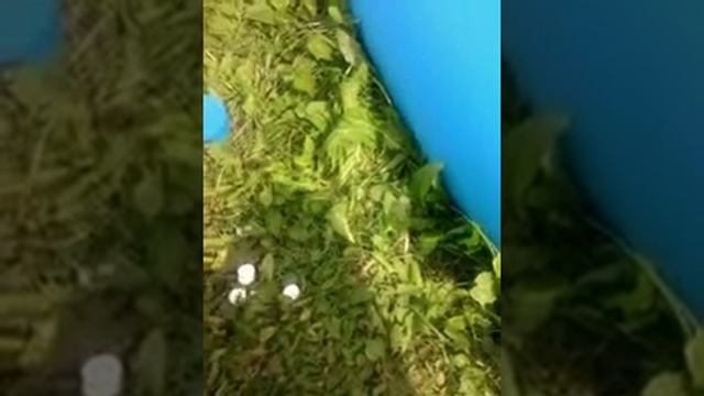 Как избавиться от цветения воды в бассейне. смотреть онлайн