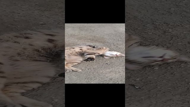 1000035036.mp4 смотреть онлайн