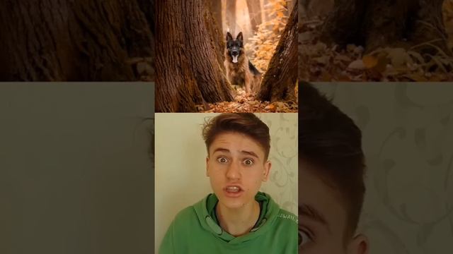 Собака НАЧАЛА лаять на ДЕРЕВО, и вы будете в ШОКЕ когда узнаете ПОЧЕМУ ? #shorts #тайна #интересно смотреть онлайн