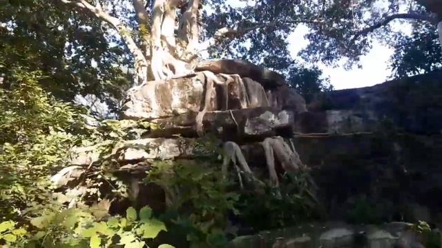 जंगल से मिला पत्तो की खाद (collecting leaf mod by forest) पौधों के लियर अमृत है पत्ते की खाद смотреть онлайн