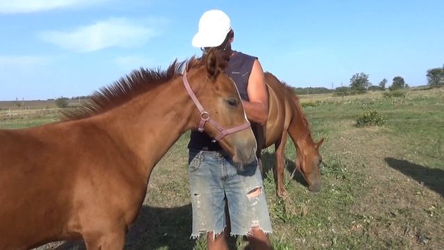 Оповаживание. Надеваем недоуздок на жеребёнка Первый раз в первый класс смотреть онлайн