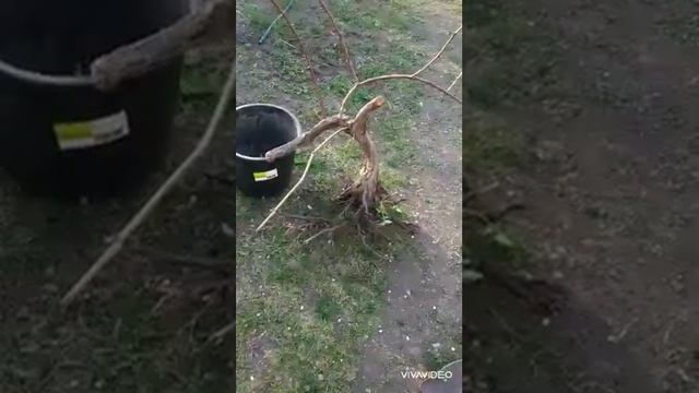 СУПЕР Пересадка старого винограда сорта "ЛИДИЯ". смотреть онлайн