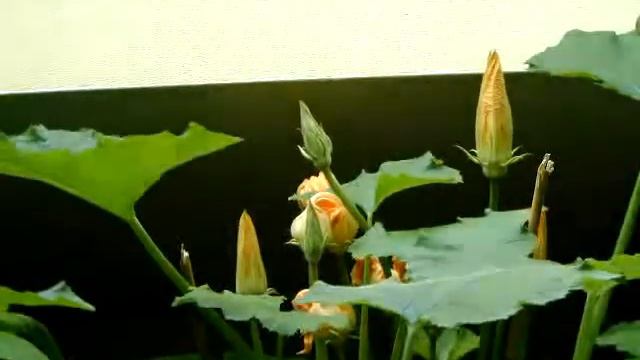 Flower blooming - time lapse movie смотреть онлайн