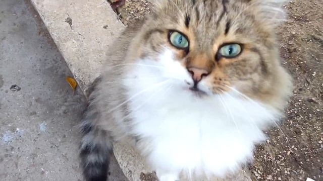 Обзор кур пароды Мастер Грей, Редбро,Голошейка бролерная.