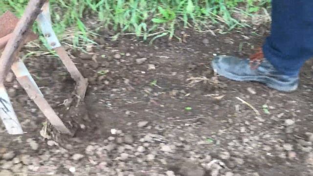 Прополка картофеля ручным пропольником! смотреть онлайн