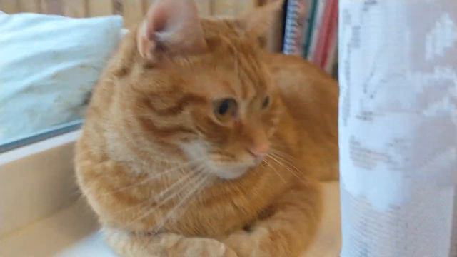 Мои котики после ночной драки..... смотреть онлайн