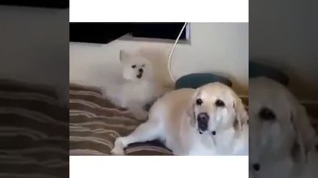 Как соблазнить собаку! смотреть онлайн