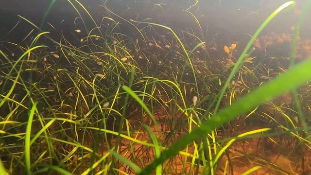 Дикая Карелия (Часть 5). Подводный мир Белого моря смотреть онлайн