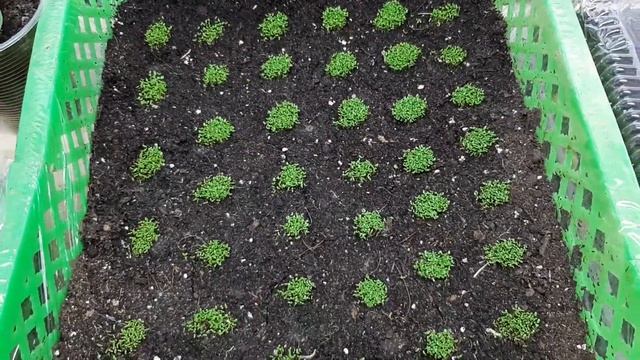 Лобелия от "А до Я." От посева и до шикарного её цветения! смотреть онлайн