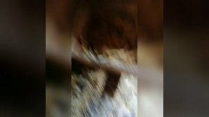 Куры едят червей