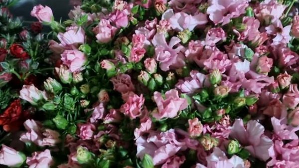 버터플라이 꽃농장, 부여꽃농장, 농장직거래 생화, 오늘 수확한 버터플라이랍니다, 생화직거래카페 https://cafe.naver.com/merigold