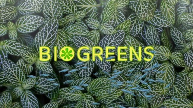 Fittonia Albivenis | AQUARIUM | BIO GREENS