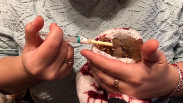 Спасение бельченка \ как у Джека появился дом смотреть онлайн