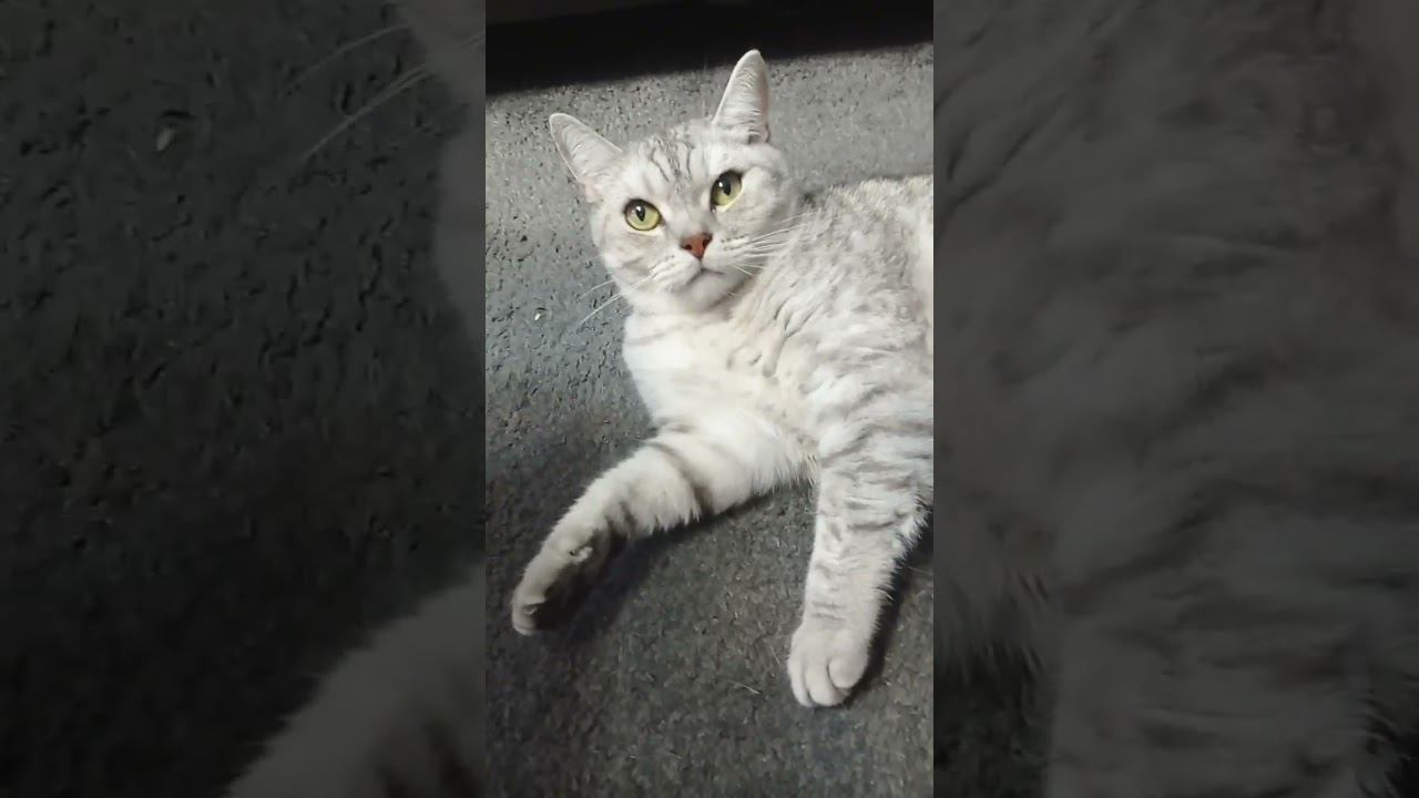 Котик замёрз! Куда его? #Shorts смотреть онлайн