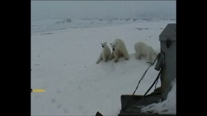 Три белых медведя рядом с людьми ракетница спасла. Three polar bears and a flare-gun