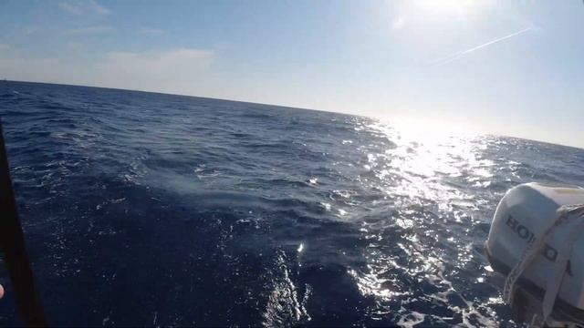 The Big Fish. Как мы поймали большого тунца смотреть онлайн