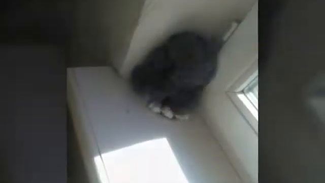 Мои животные я,кролик брелок,хомяк и кошка. смотреть онлайн