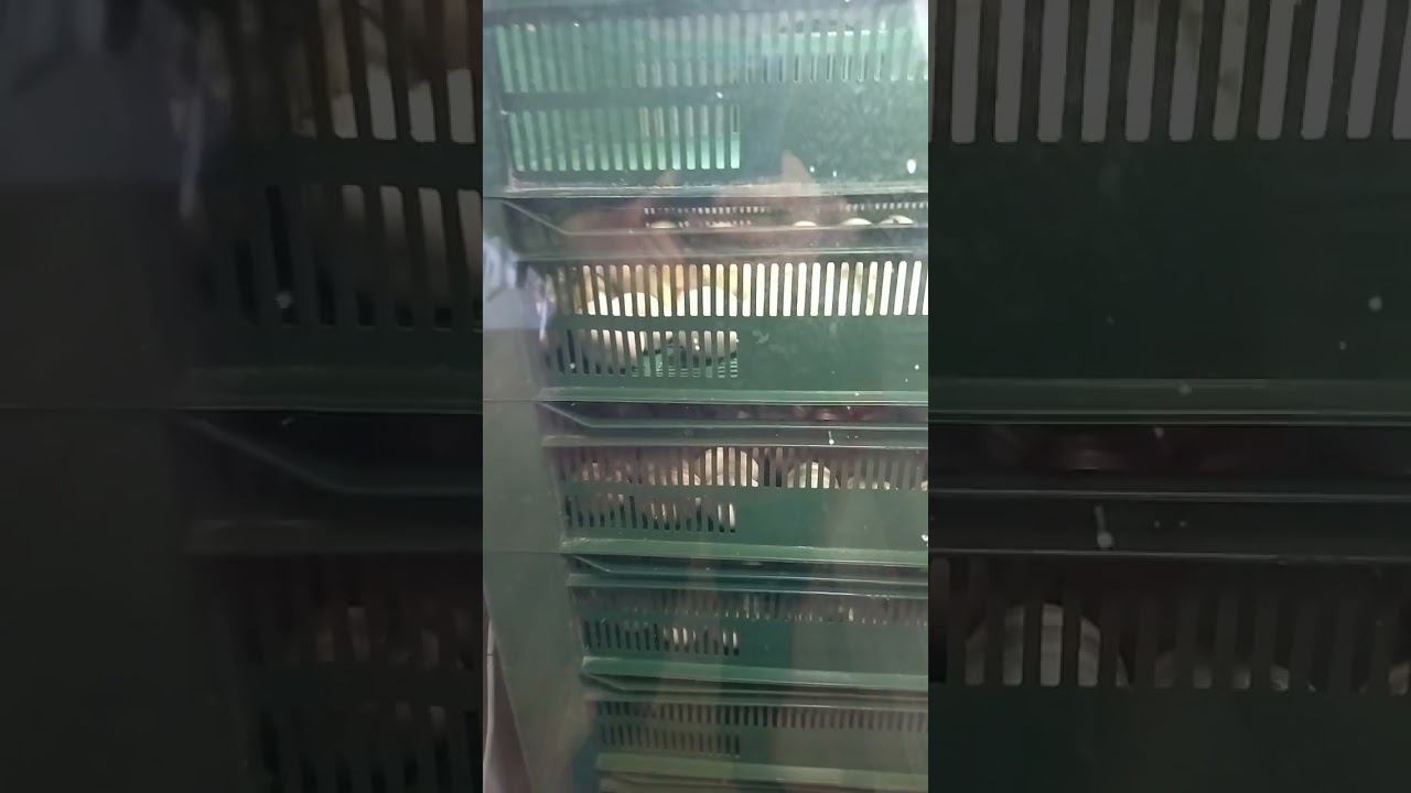 ВНИМАНИЕ , всем кто заказывал белого и цветного бройлера смотреть онлайн