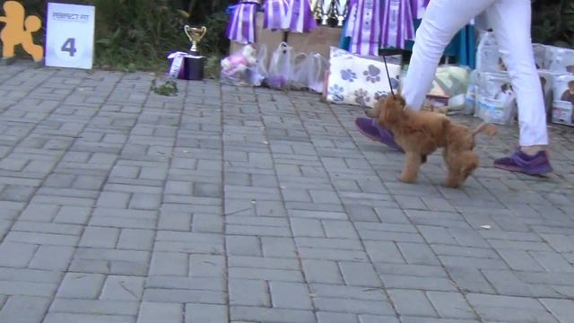 488   Моно пуделей 