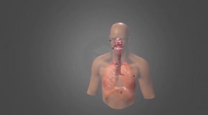 Строение лёгких и дыхательной системы человека. Изучаем в 3D