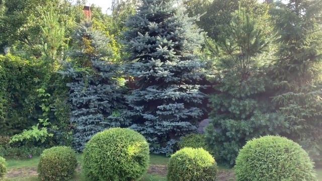 Хвойники, розы, рододендроны-декоративные ландшафтные композиции в моем саду смотреть онлайн