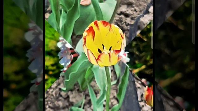 Красивая весенняя мелодия, цветы ..mp4 смотреть онлайн