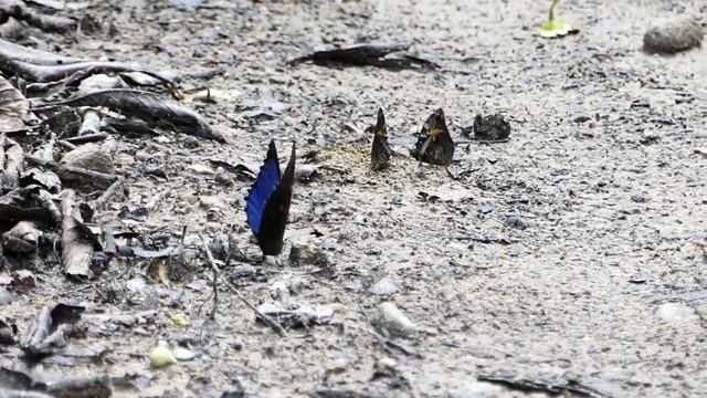 Бабочка голубой морфо Менелая/Morpho menelaus. Самые красивые бабочки мира. смотреть онлайн