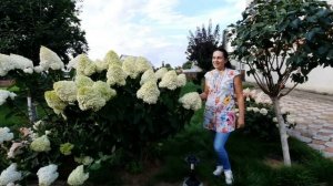 ВСЁ О ГОРТЕНЗИЯХ. Как ухаживать за гортензиями? Как/чем удобрять? Почему желтеют листья у гортензий